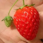 いちご♡の画像