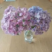 Ruu✾7788の画像