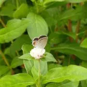 ぴ080の画像