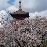 さくの画像
