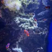 NINOの画像