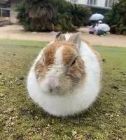 TOSHIBOHの画像