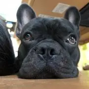 かぶとの画像