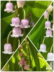 YunaCoCo♪♪の画像