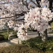 ideaの画像