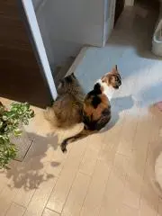 みけこの画像