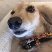 はるふくなつの画像