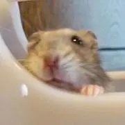 nの画像