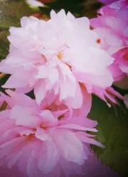 コスモスの花♪翌日発送します(^^)の画像