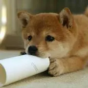 ゆめの画像