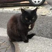 じゃがいも