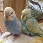 ぴーすけ