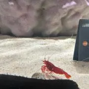 ぱらの画像