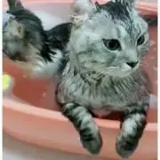 にこちゃんの画像
