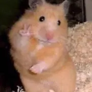 百の画像