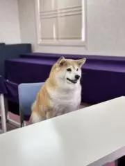 いぬの画像