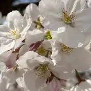 ちょー
