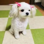プリッツの画像