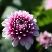あんず◡̈⃝✩月末処分予定の画像
