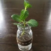 ゴスミの画像