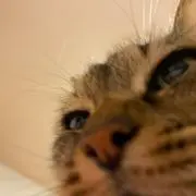 颯