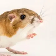 Krm
