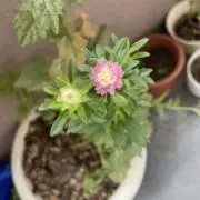 りょうこ