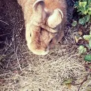 ちゃちゃの画像