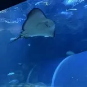 ポメぴかちの画像