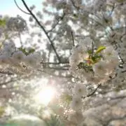Hanna-Wildstrawberryの画像