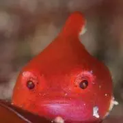 erikaの画像