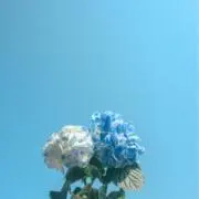 ぴよ