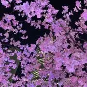 はせこの画像