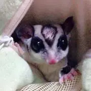もりの画像