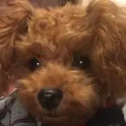 ゆーの画像