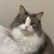うりなおちゃんの画像