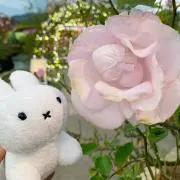 まゆの画像