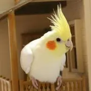 ことり  ♥♢セール中♢♥の画像