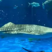 もか