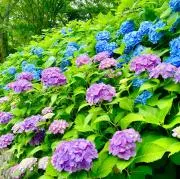YONCEの画像