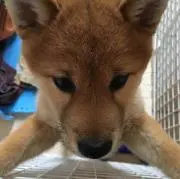 ペロの画像