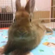 まちゃ