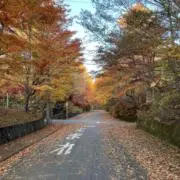 しおりの画像