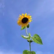 maaa.の画像