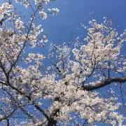 こじかの画像