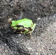 あらかお