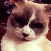 さーやの画像