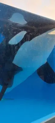 NK KR(断捨離中)の画像