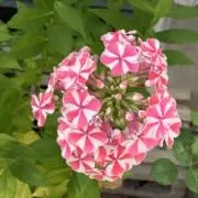 user_543213dfの画像