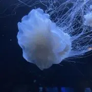 ゆんの画像